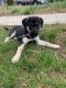 German Shepherd Puppies for sale in Willingboro, NJ 08046, USA. price: $700