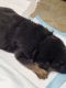 German Shepherd Puppies for sale in Franklin, KY 42134, USA. price: $800