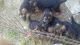 German Shepherd Puppies for sale in Walterboro, SC 29488, USA. price: $300