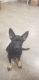 German Shepherd Puppies for sale in Haverhill, MA, USA. price: $1,200