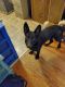 German Shepherd Puppies for sale in Boyd, TX 76023, USA. price: $500