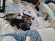 German Shepherd Puppies for sale in Stem, NC 27581, USA. price: NA