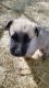 German Shepherd Puppies for sale in Coffee City, TX 75763, USA. price: NA
