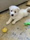 German Shepherd Puppies for sale in Chino, CA, USA. price: NA