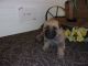 German Shepherd Puppies for sale in Peyton, CO 80831, USA. price: $950