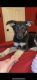German Shepherd Puppies for sale in Dallas-Fort Worth Metropolitan Area, TX, USA. price: NA