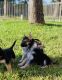 German Shepherd Puppies for sale in Sugar Land, TX, USA. price: $500