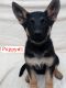 German Shepherd Puppies for sale in Fallbrook, CA 92028, USA. price: $500