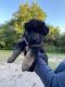 German Shepherd Puppies for sale in New Port Richey, FL, USA. price: $1,600