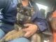 German Shepherd Puppies for sale in North Olmsted, OH, USA. price: NA
