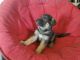 German Shepherd Puppies for sale in Caldwell, ID, USA. price: $700