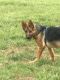 German Shepherd Puppies for sale in Manassas, VA, USA. price: $2,500