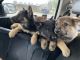 German Shepherd Puppies for sale in Piketon, OH 45661, USA. price: NA