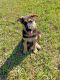 German Shepherd Puppies for sale in Victoria, TX, USA. price: NA