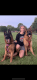 German Shepherd Puppies for sale in Machesney Park, IL, USA. price: $2,000