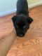 German Shepherd Puppies for sale in Baltimore, MD 21244, USA. price: $700