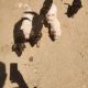 German Shepherd Puppies for sale in TWENTYNIN PLM, CA 92277, USA. price: NA