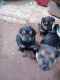 German Shepherd Puppies for sale in BETHEL, WA 98387, USA. price: NA