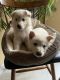 German Shepherd Puppies for sale in Asheboro, NC, USA. price: $700