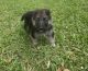 German Shepherd Puppies for sale in Houston, TX 77045, USA. price: $400
