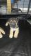 German Shepherd Puppies for sale in Southside, Jacksonville, FL, USA. price: NA
