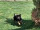German Shepherd Puppies for sale in Commerce City, CO, USA. price: $600