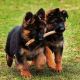 German Shepherd Puppies for sale in Los Angeles, CA 90006, USA. price: NA