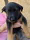 German Shepherd Puppies for sale in San Bernardino, CA 92410, USA. price: $500
