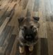 German Shepherd Puppies for sale in Martinsburg, WV, USA. price: NA