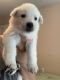 German Shepherd Puppies for sale in Ocala, FL, USA. price: $2,000