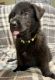German Shepherd Puppies for sale in Lehigh Acres, FL, USA. price: $900