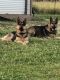 German Shepherd Puppies for sale in Charlotte, NC, USA. price: $750