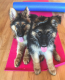 German Shepherd Puppies for sale in California City, CA, USA. price: NA