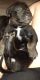 German Shepherd Puppies for sale in Arlington, WA, USA. price: NA