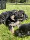 German Shepherd Puppies for sale in Damascus, AR 72039, USA. price: $1,200
