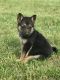 German Shepherd Puppies for sale in Henderson, NC, USA. price: $400