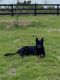 German Shepherd Puppies for sale in Lake Placid, FL 33852, USA. price: NA