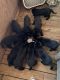 German Shepherd Puppies for sale in Lake Placid, FL 33852, USA. price: $3,000