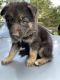 German Shepherd Puppies for sale in Hockley, TX 77447, USA. price: NA
