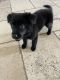 German Shepherd Puppies for sale in 40375 Starlight Ln, Bermuda Dunes, CA 92203, USA. price: NA