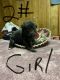 German Shepherd Puppies for sale in Tucson, AZ, USA. price: NA