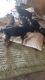 German Shepherd Puppies for sale in Mohawk, TN 37810, USA. price: NA