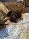 German Shepherd Puppies for sale in Fort Ashby, WV 26719, USA. price: NA