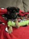 German Shepherd Puppies for sale in Katy, TX, USA. price: $300
