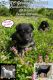 German Shepherd Puppies for sale in Crandall, GA 30711, USA. price: NA