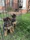 German Shepherd Puppies for sale in San Antonio, TX 78230, USA. price: NA