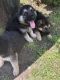 German Shepherd Puppies for sale in Burleson, TX, USA. price: NA