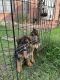 German Shepherd Puppies for sale in San Antonio, TX 78230, USA. price: NA