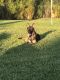 German Shepherd Puppies for sale in Port St. Lucie, FL 34953, USA. price: NA