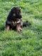 German Shepherd Puppies for sale in Hicksville, OH 43526, USA. price: NA